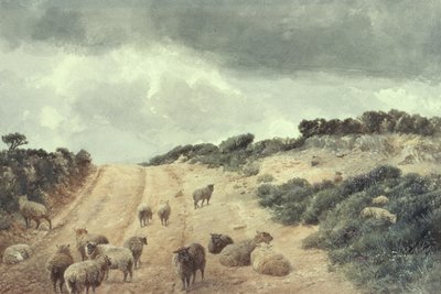 Sheep on the Surrey Hills by Richard Beavis